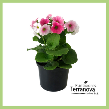 PRIMAVERA - imagen 1