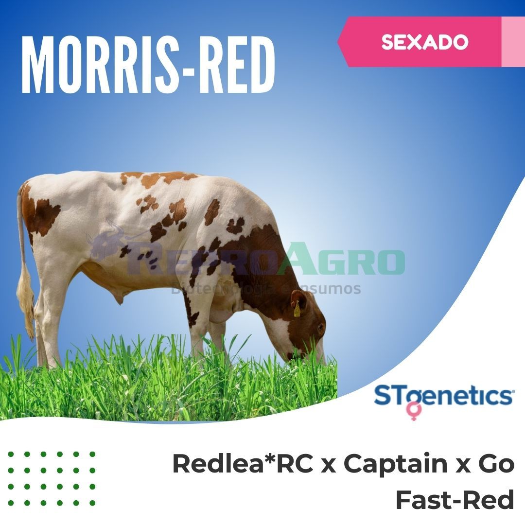 MORRIS- RED SEXADO