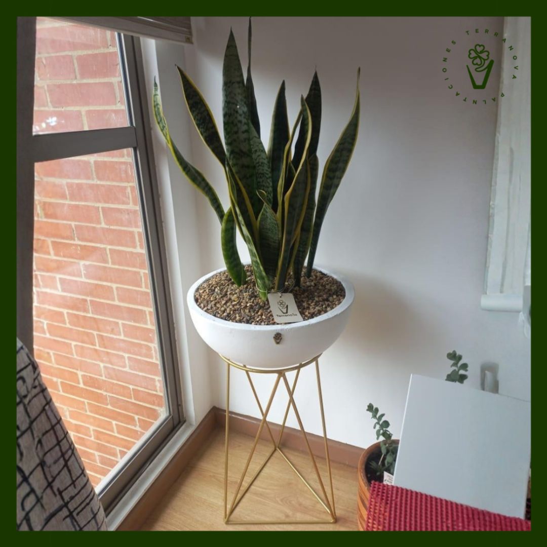 COMBO LENGUA DE SUEGRA