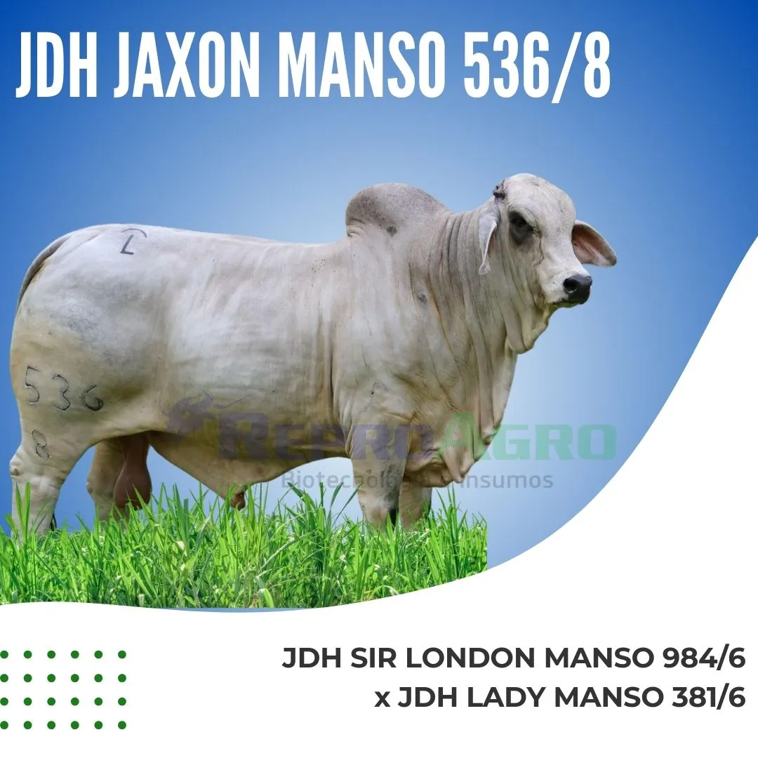 JDH JAXON MANSO 536/8