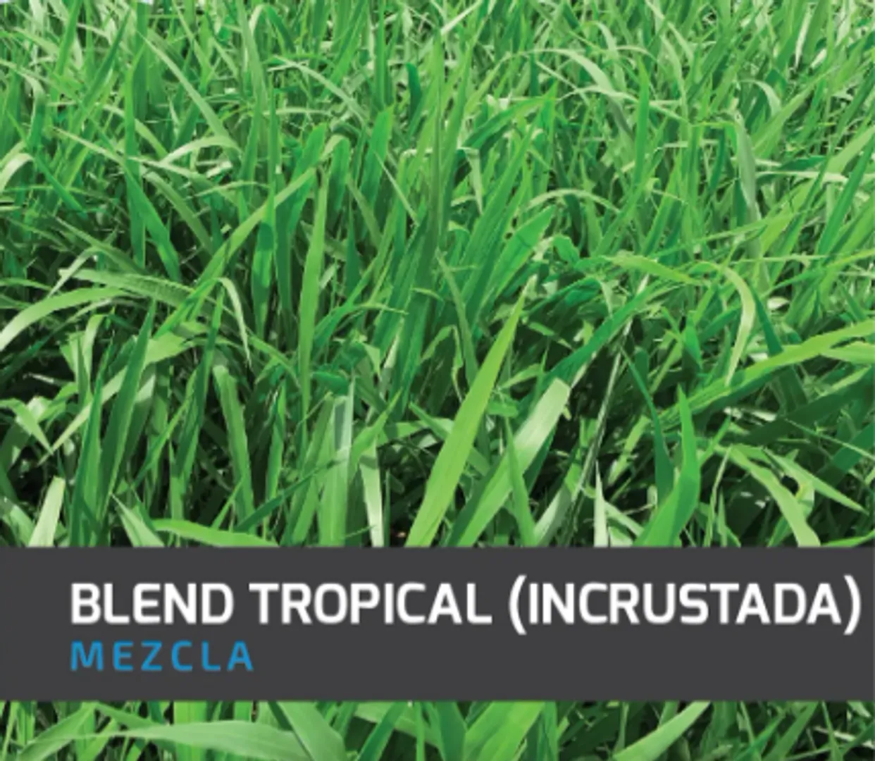 Brachiaria Blend Tropical (Incrustada) x Kg