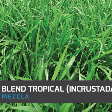 Brachiaria Blend Tropical (Incrustada) x Kg - imagen 1