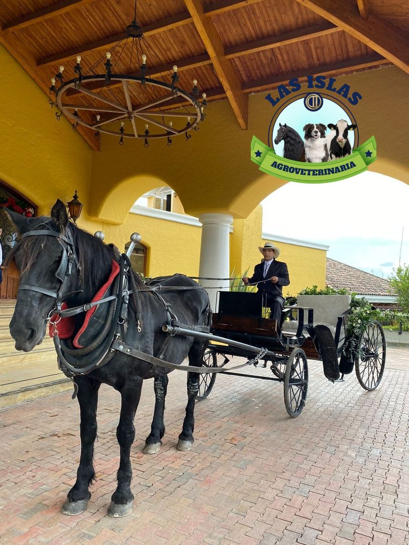 ALQUILER DE CARRUAJE CON CABALLO PARA EVENTO