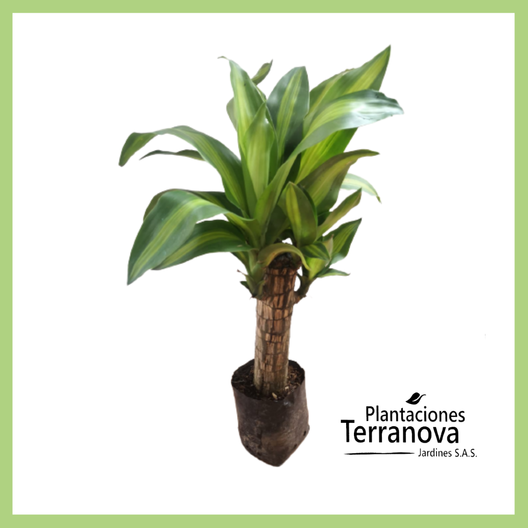 TRONQUITO DE LA FELICIDAD