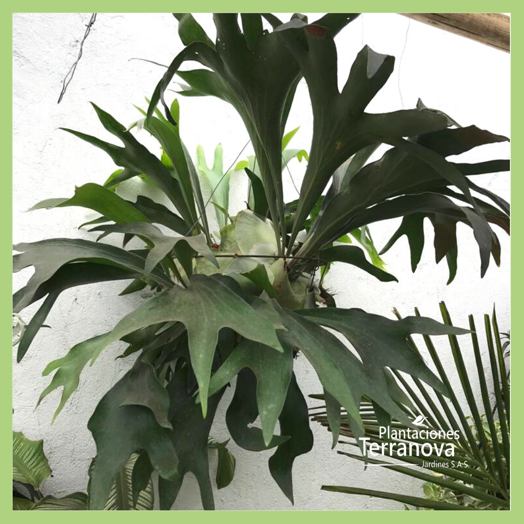 CACHO DE VENADO GRANDE (Platycerum) 