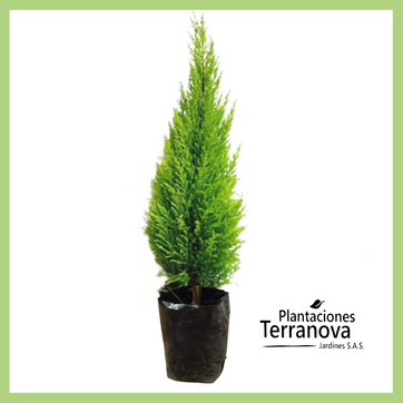 PINO PERUANO - imagen 1