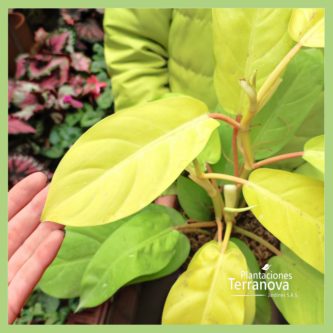 PHILODENDRON LIMON