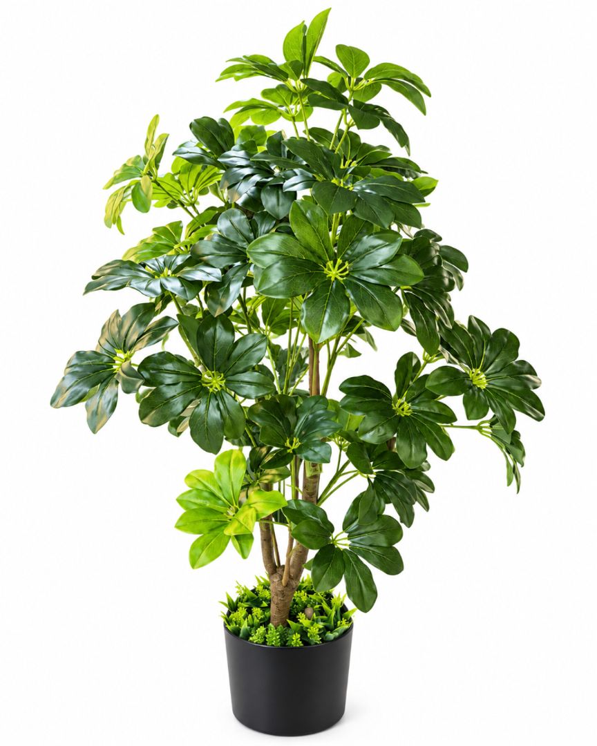 PLANTA CHEFLERA