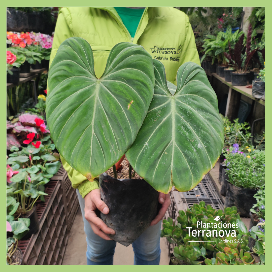PHILODENDRON GLORIOSUM