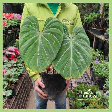 PHILODENDRON GLORIOSUM - imagen 2