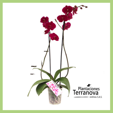 ORQUIDEA PHANELOPSIS - imagen 1