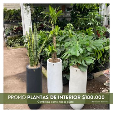 PROMO PLANTAS DE LUZ INDIRECTA  - imagen 1