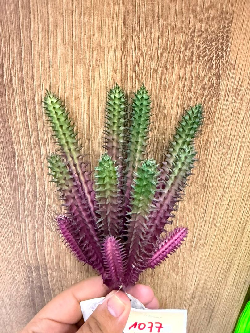 SUCULENTA VERDE CON MORADO