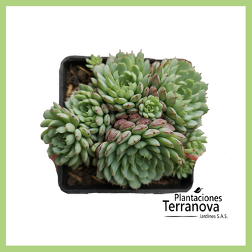 Imagen del producto ECHEVERIA MINIMA
