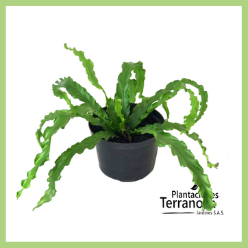 HELECHO NIDO CRESPO - imagen 1