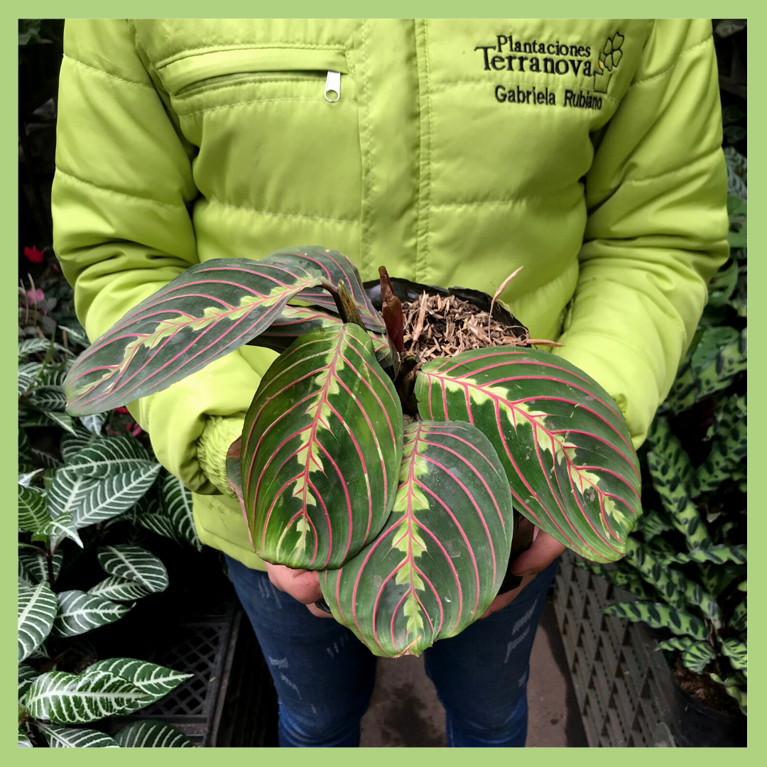 CALATHEA LEUCONEURA