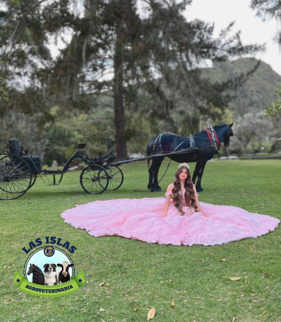 ALQUILER DE CABALLO PARA EVENTO