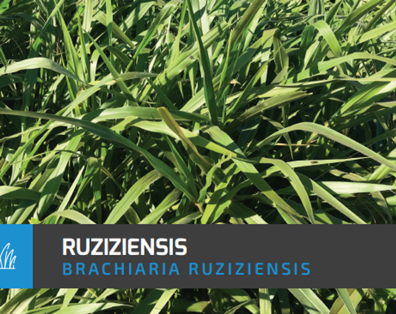 Pasto Congo Brachiaria Ruziziensis x Kilos