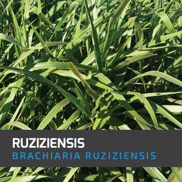 Pasto Congo Brachiaria Ruziziensis x Kilos - imagen 1