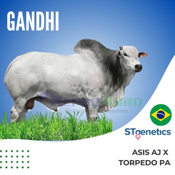 GANDHI - imagen 1