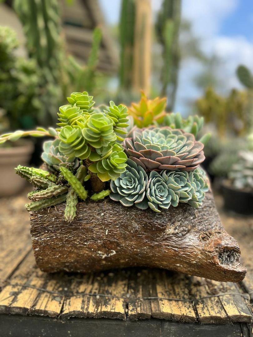 JARDINES SUCULENTAS TRONCO 