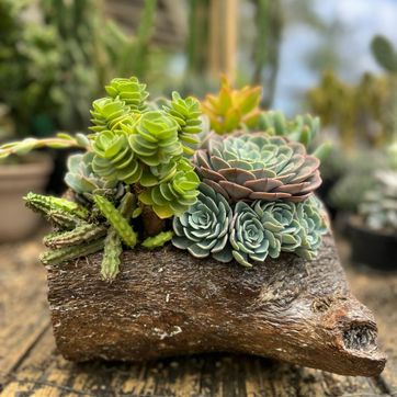 JARDINES SUCULENTAS TRONCO  - imagen 8