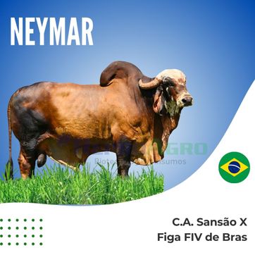 NEYMAR - imagen 1
