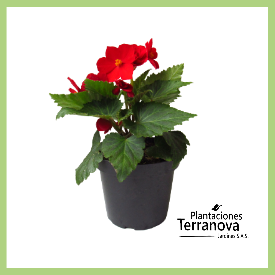 BEGONIA FLOR