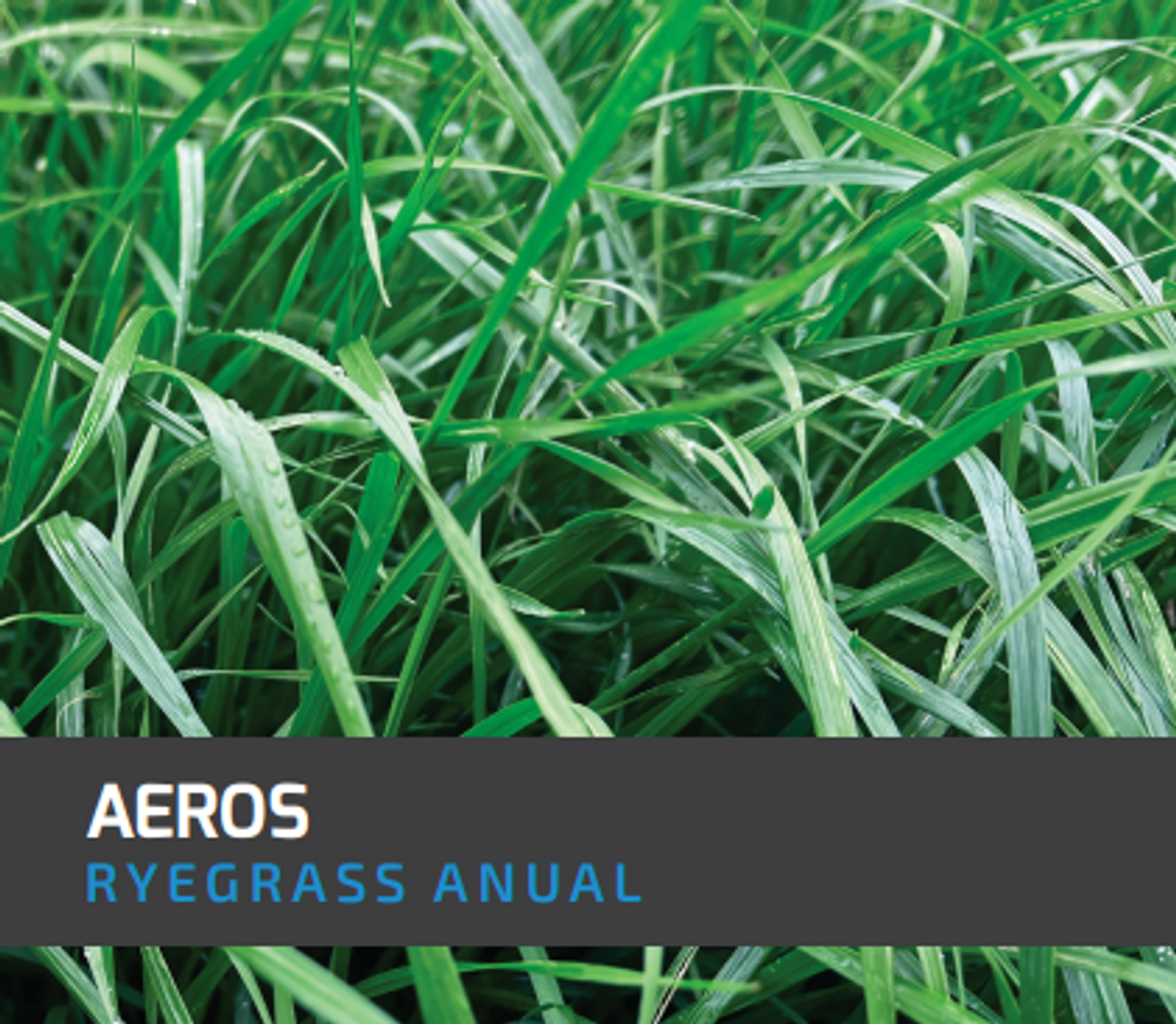Ryegrass Aeros (Anual diploide) x Kilo
