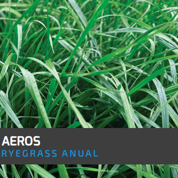 Ryegrass Aeros (Anual diploide) x Kilo - imagen 1