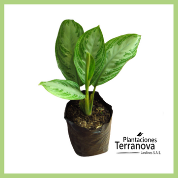 AGLONEMA PATICO - imagen 1