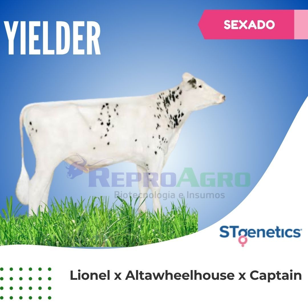 YIELDER SEXADO