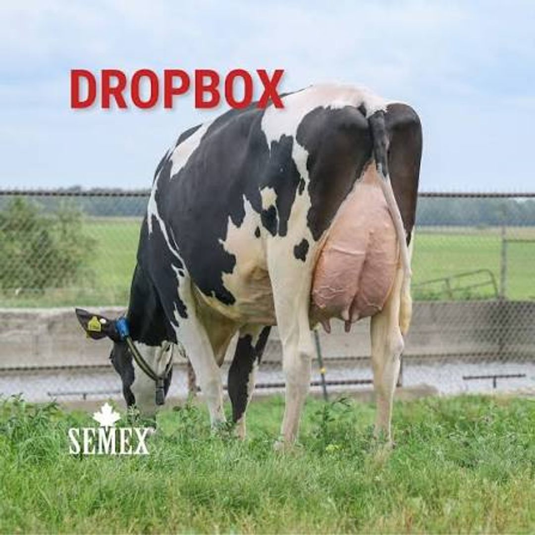 DROPBOX