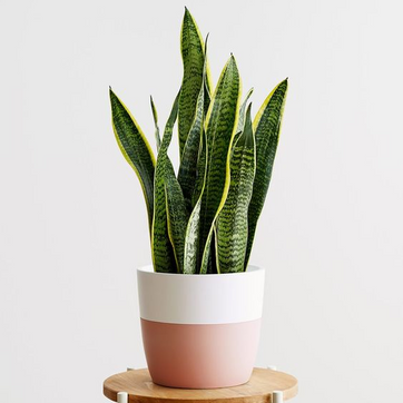 Imagen del producto Lengua de suegra