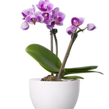 Orquidea - imagen 1