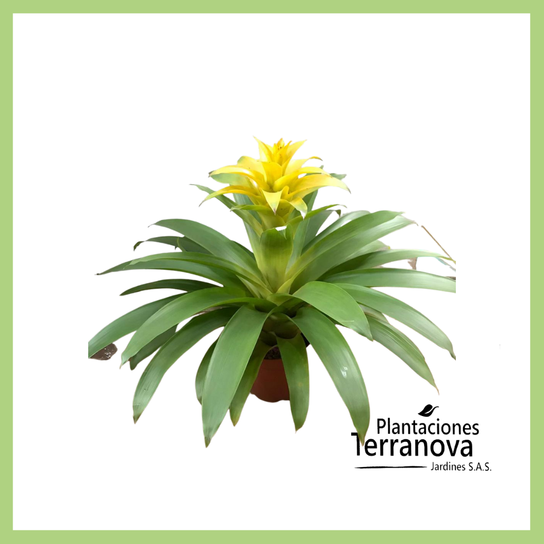 BROMELIA
