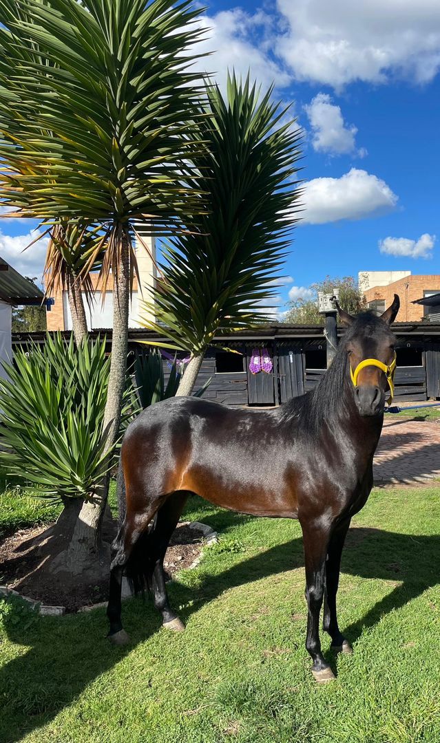 VENTA POTRO PASO FINO