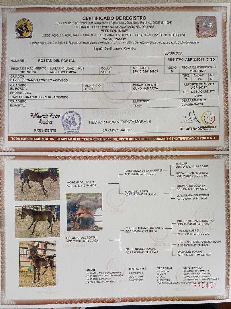 VENTA POTRO PASO FINO