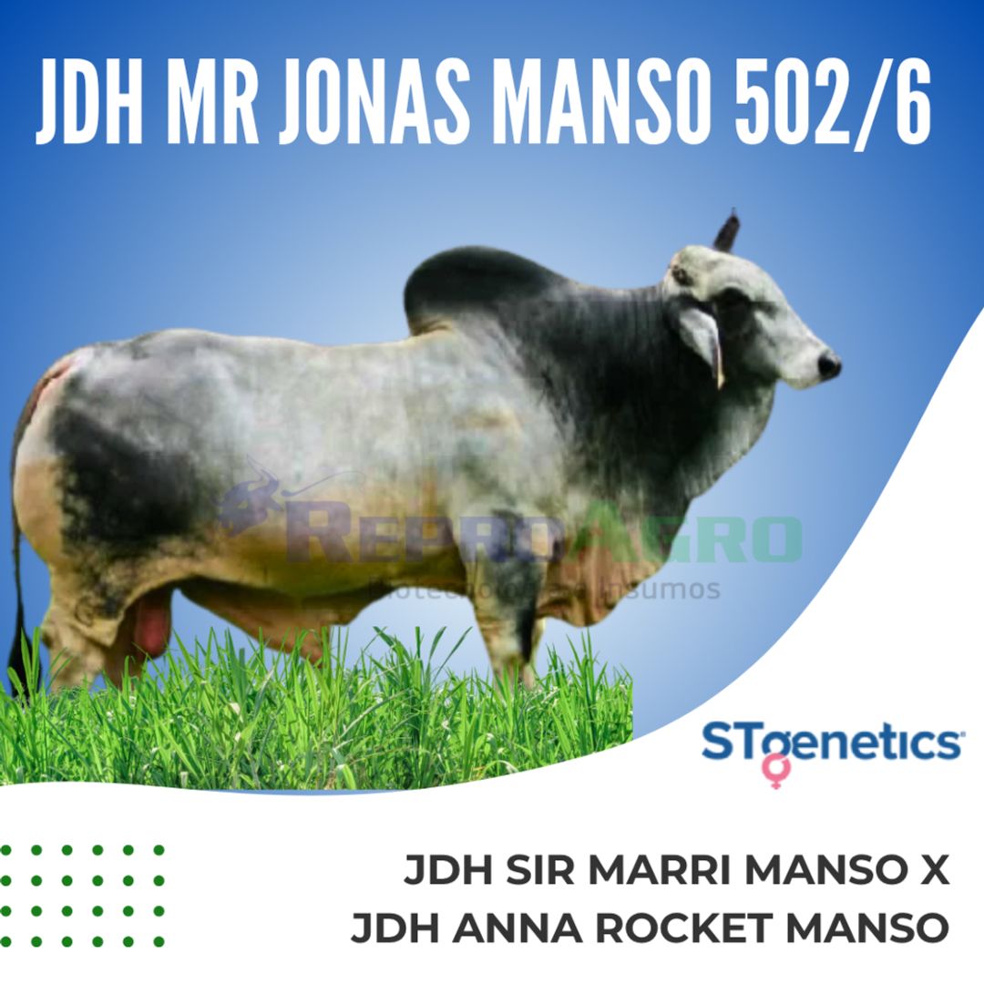 JDH MR JONAS MANSO 502/6