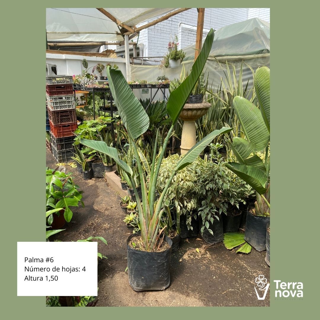 PALMA #6