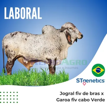 LABORAL - imagen 1