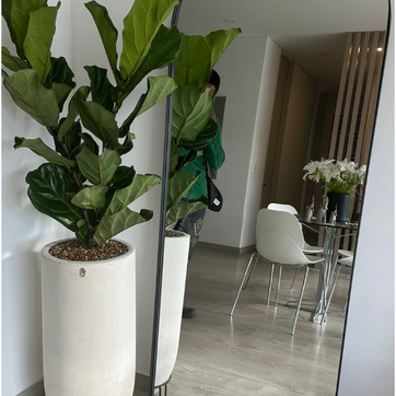 Imagen del producto COMBO FICUS LYRATA 