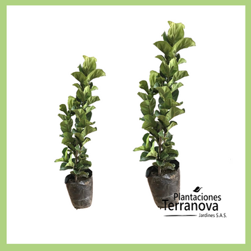 FICUS BAMBINO - imagen 1