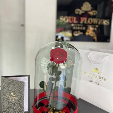 Imagen del producto DOMO XL