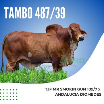 TAMBO - imagen 1