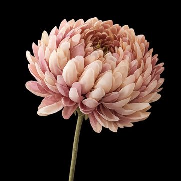 Flor Grisantemo  - imagen 1