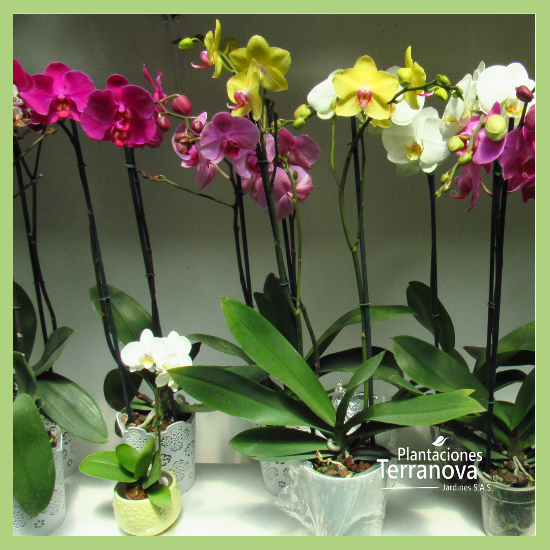 ORQUIDEA PHANELOPSIS