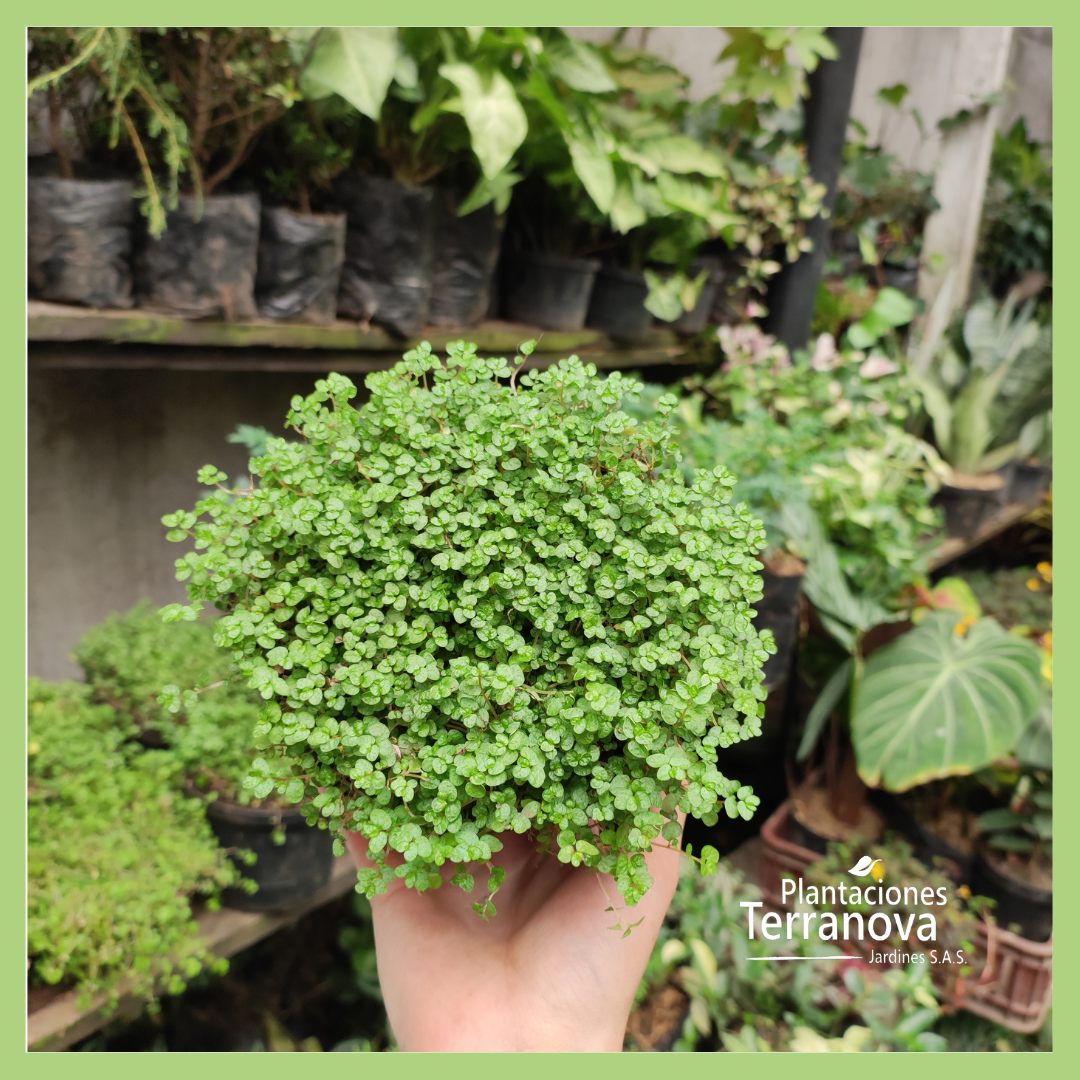 PASTO LAGRIMA DE BEBÉ