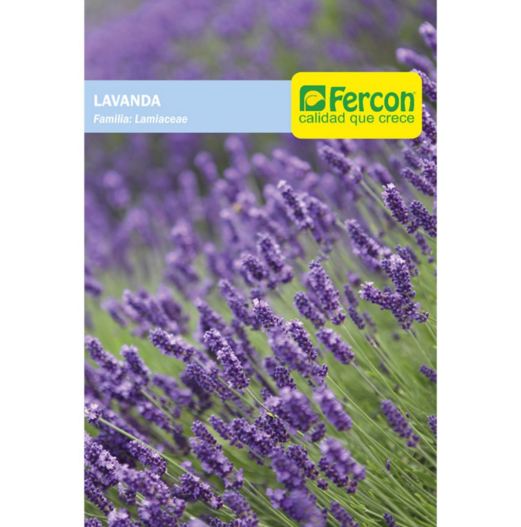 LAVANDA
