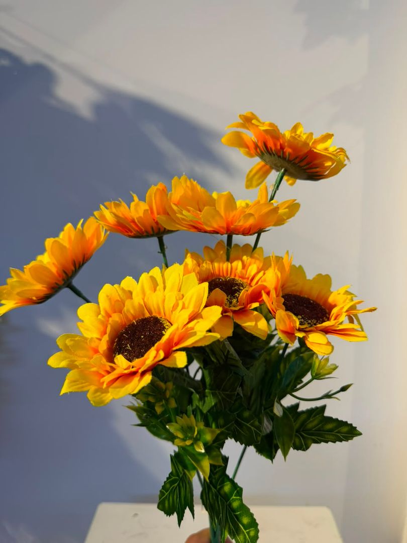 GIRASOL X 7